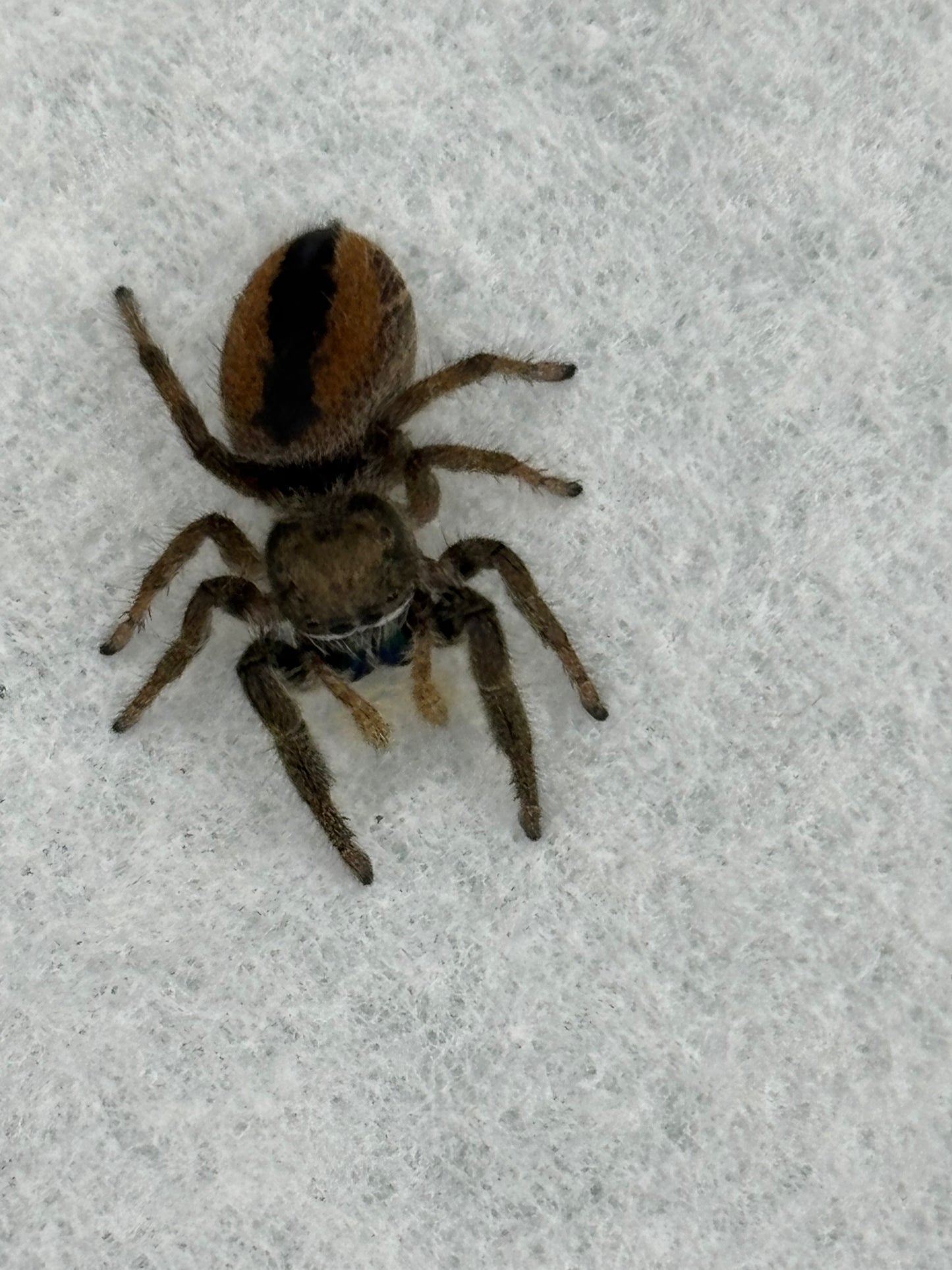 Phiddipus Ardens (Desert Red Jumping Spider)