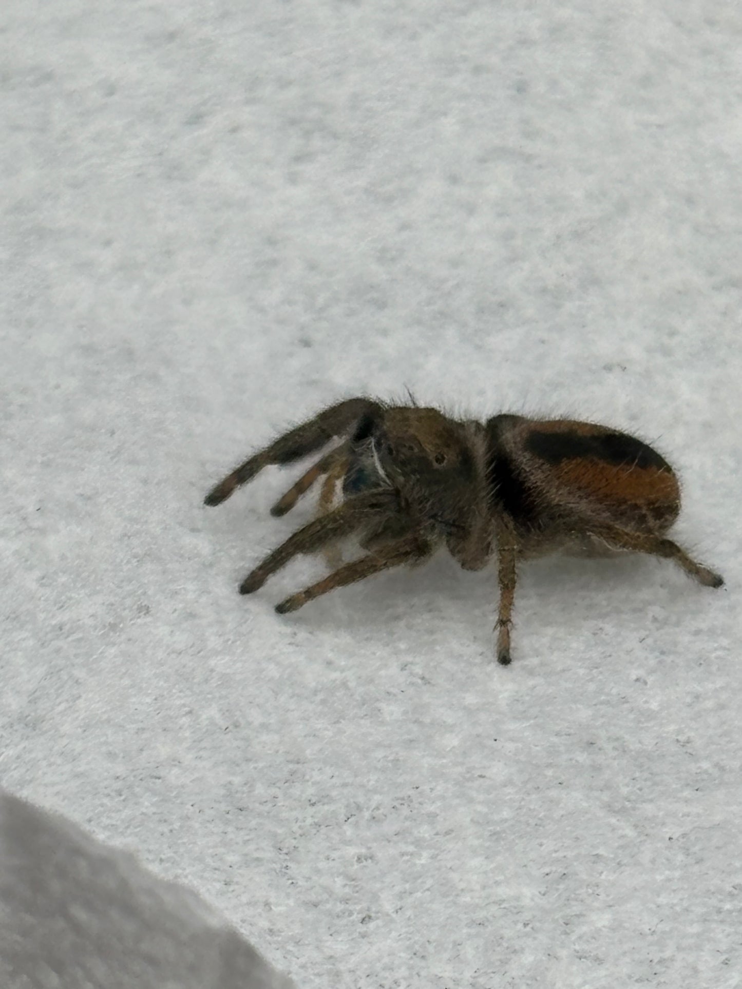 Phiddipus Ardens (Desert Red Jumping Spider)