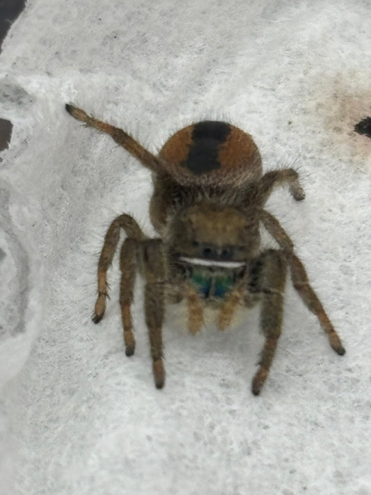 Phiddipus Ardens (Desert Red Jumping Spider)