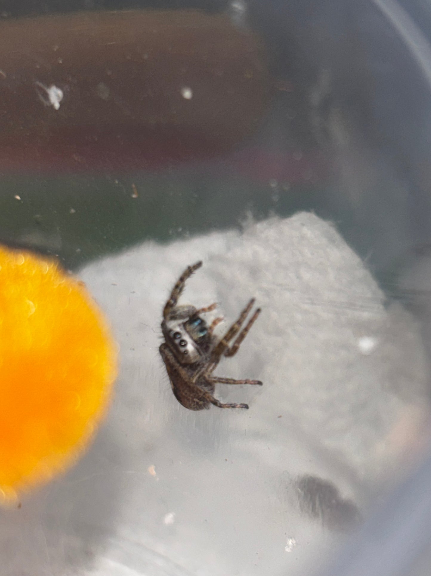 Phiddipus Phoenix (Phoenix Jumping Spider)