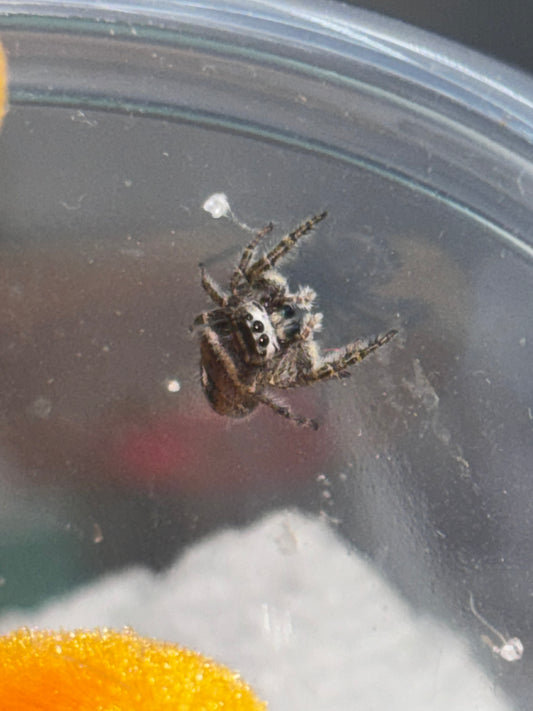 Phiddipus Phoenix (Phoenix Jumping Spider)