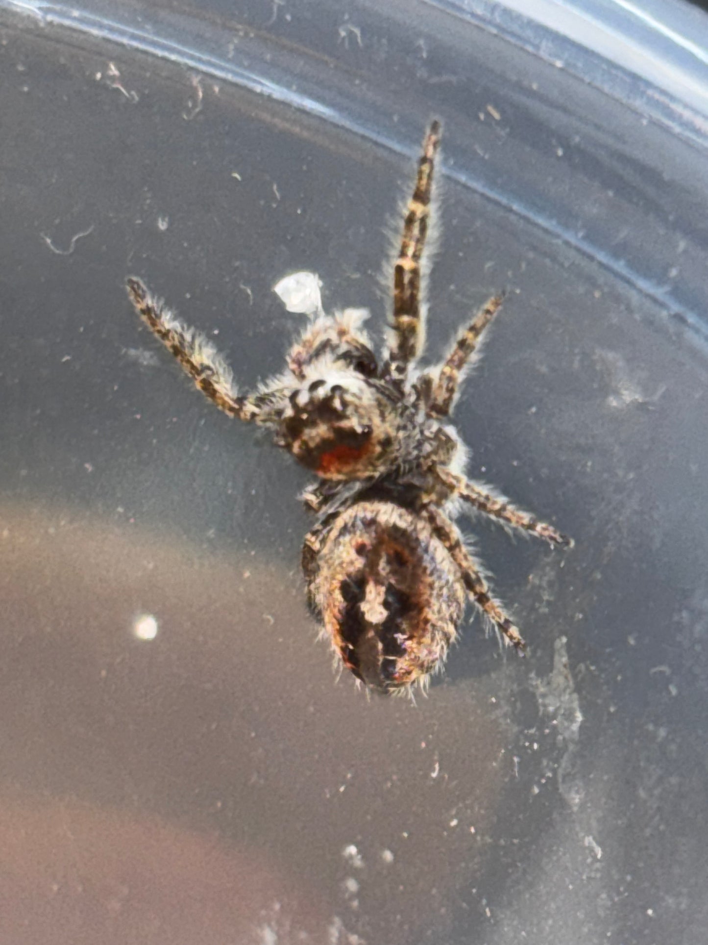 Phiddipus Phoenix (Phoenix Jumping Spider)