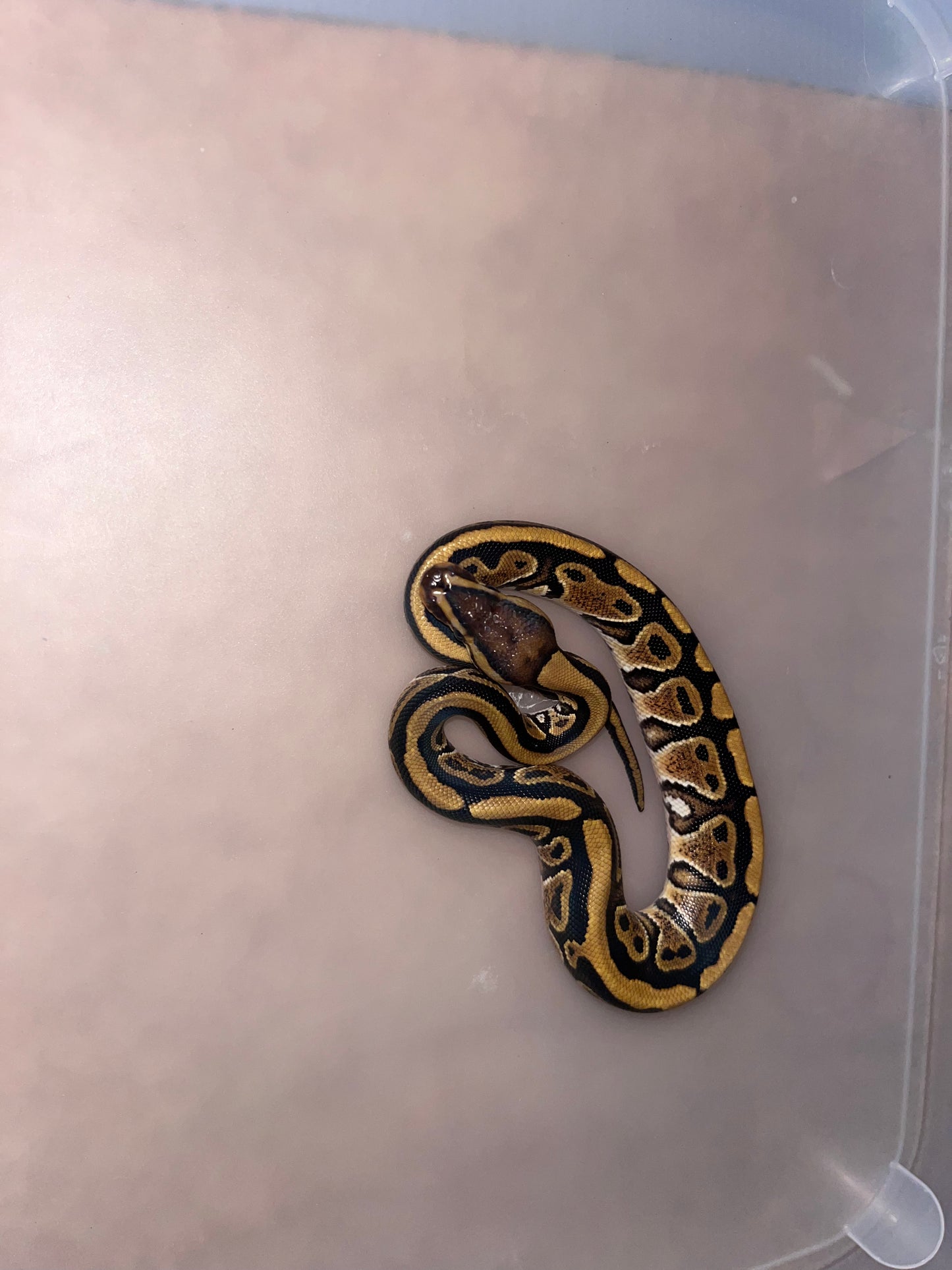 Female Specter Ball Python