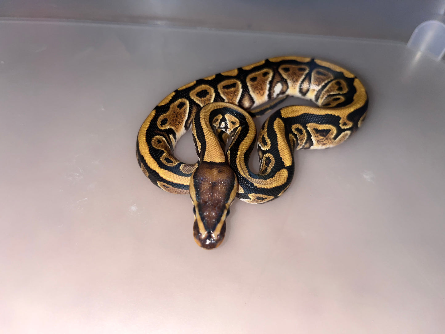 Female Specter Ball Python