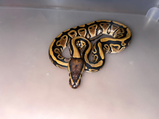 Female Specter Ball Python