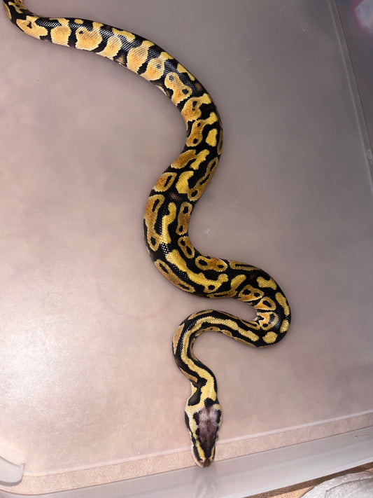 Female Pastel Specter Ball Python