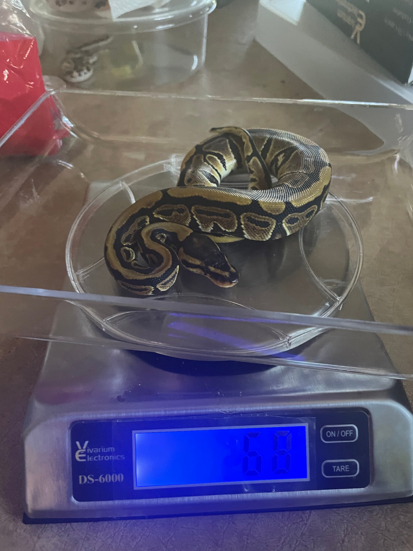 Female Specter Ball Python