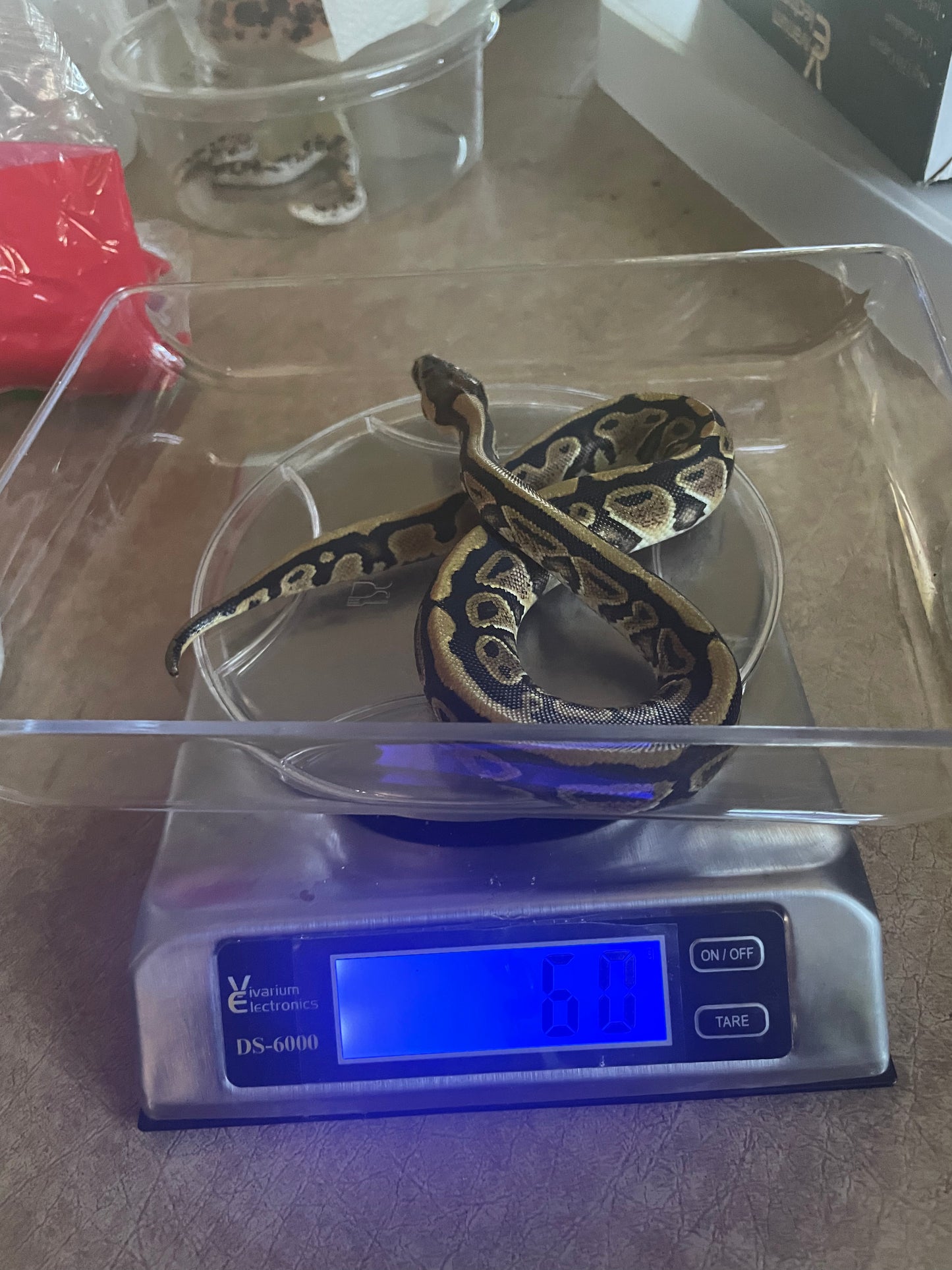 Female Specter Ball Python