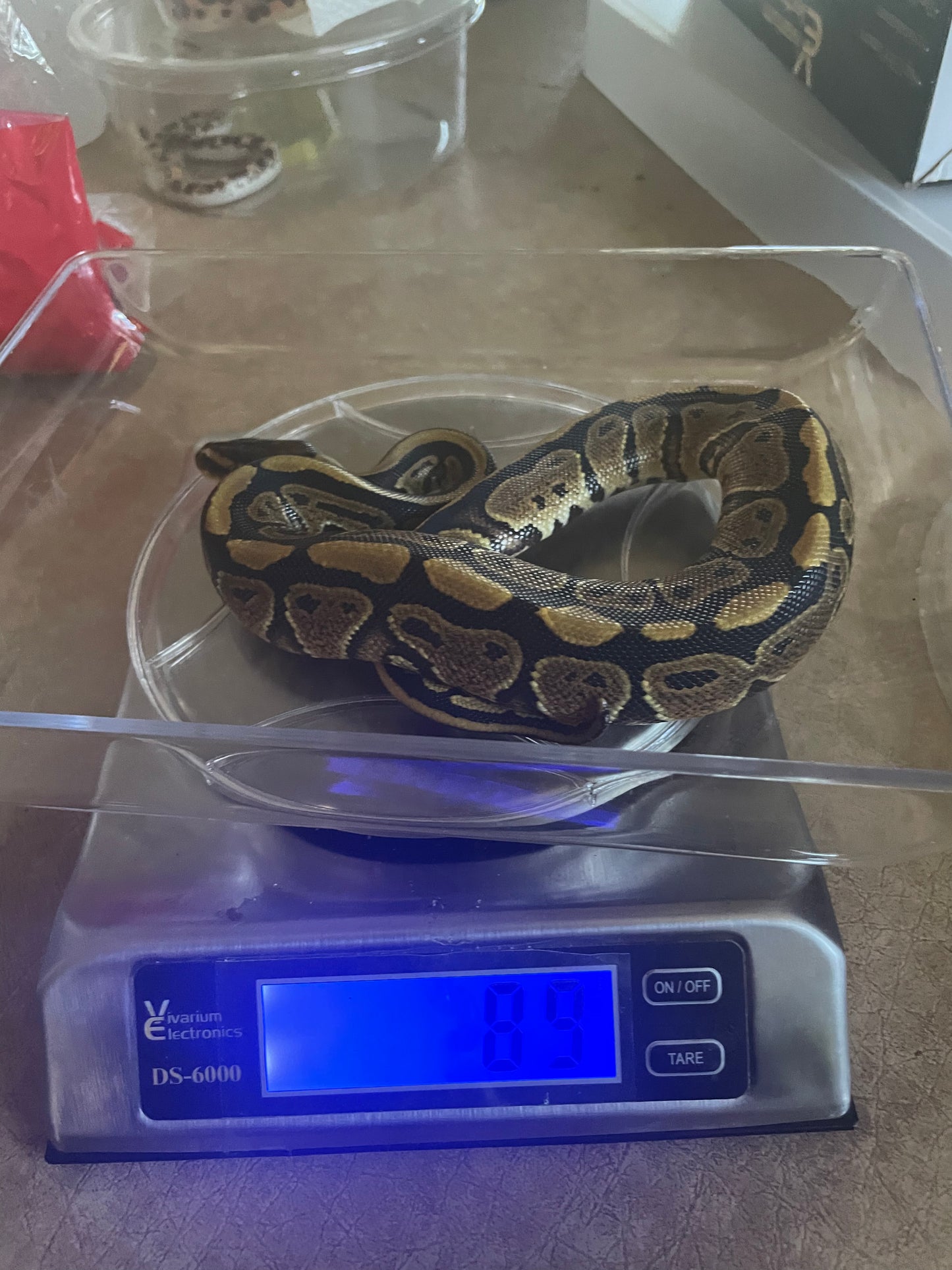 Female Specter Ball Python