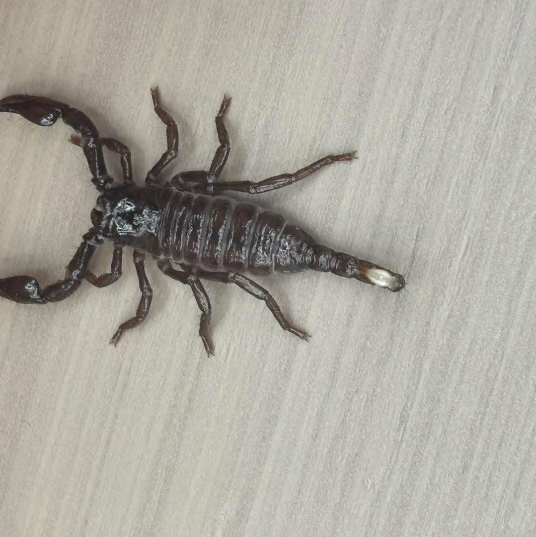 Pandinus Imperator (Emperor Scorpion)