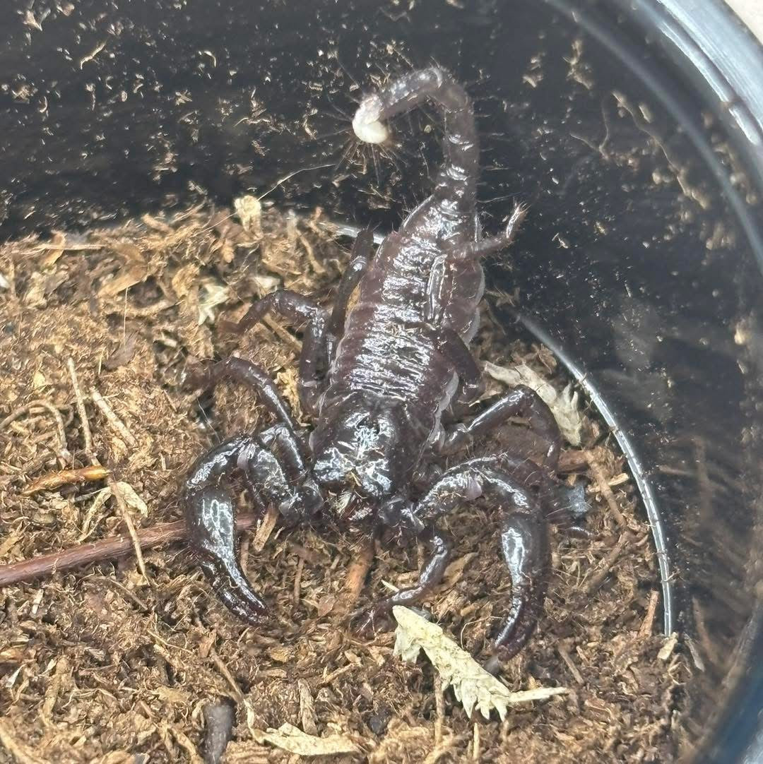 Pandinus Imperator (Emperor Scorpion)