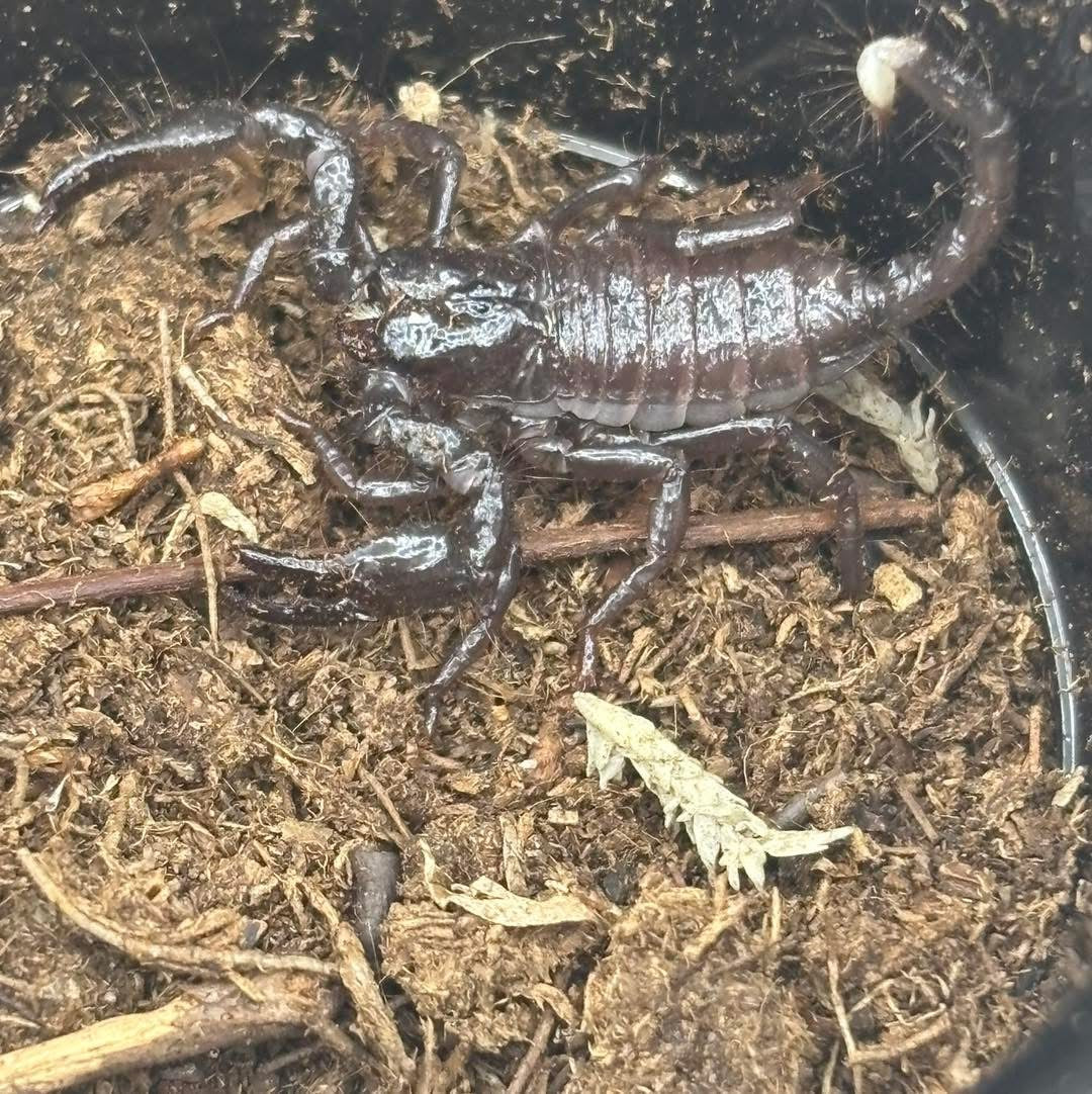 Pandinus Imperator (Emperor Scorpion)