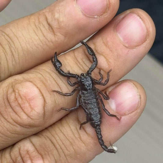 Pandinus Imperator (Emperor Scorpion)