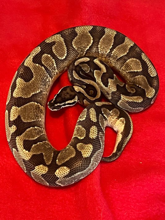 Enchi Yellow Belly Arroyo (Male)