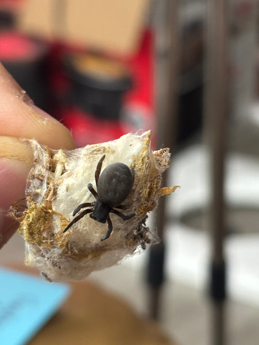 Gandanameno Echinata (Namibian Velvet Spider)