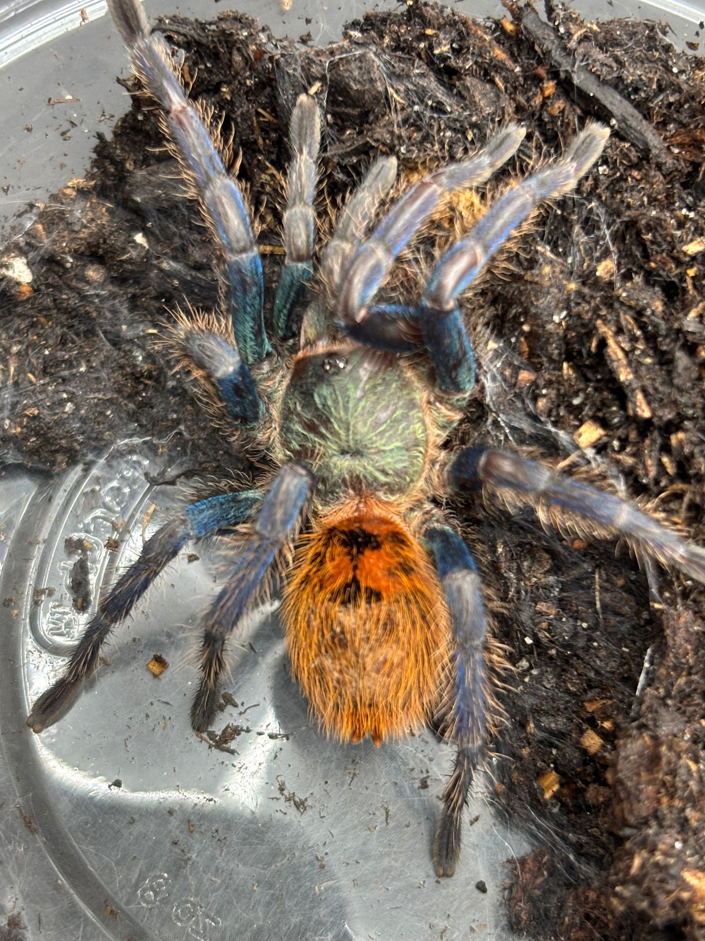 Chromatopelma Cyaneopubescens (Green Bottle Blue GBB)