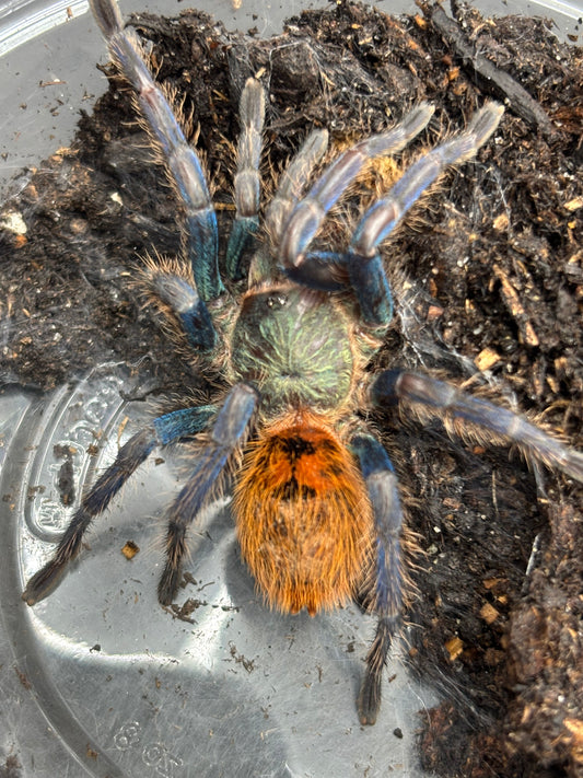 Chromatopelma Cyaneopubescens GBB