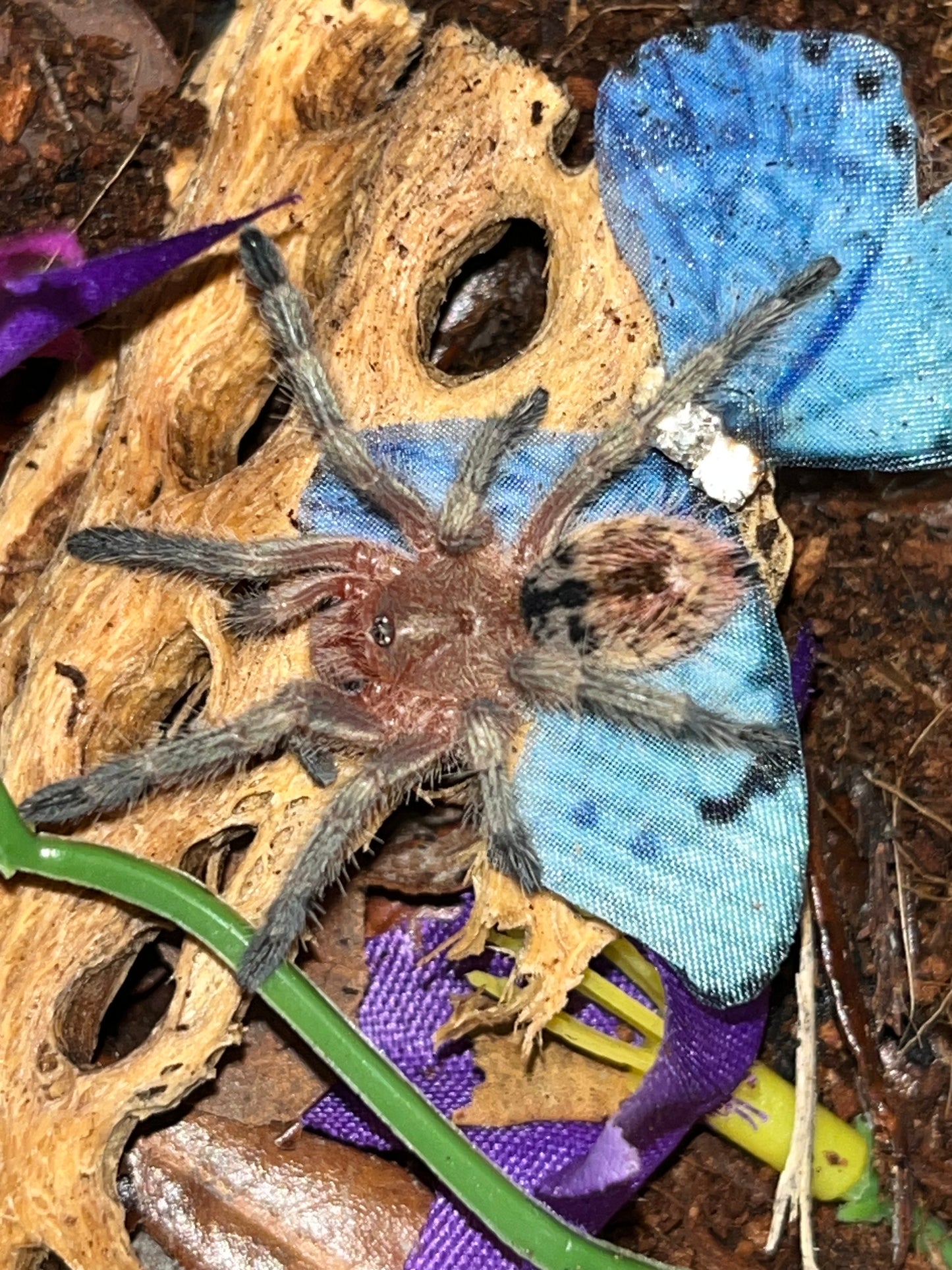 Thrixopelma Ockerti (Peru Flame Rump)