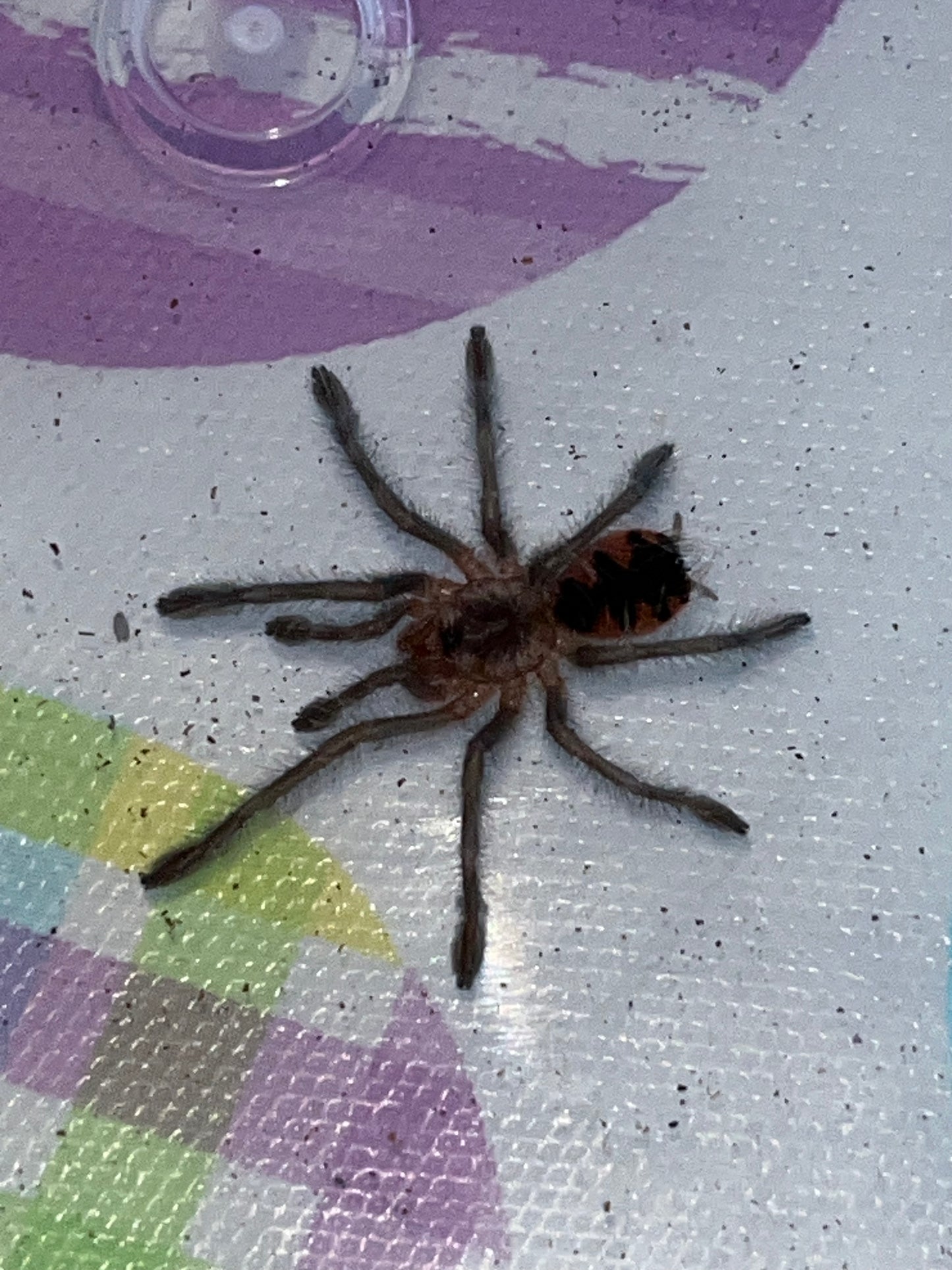 Pamphobeteus SP Machala (Ecuador Purple Bloom)