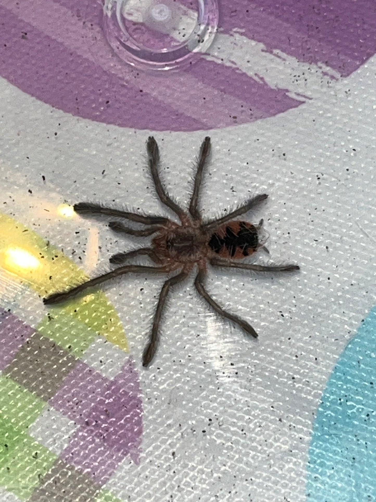 Pamphobeteus SP Machala (Ecuador Purple Bloom)