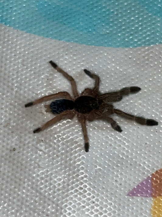 Ephebopus Murinus (Skeleton Leg)