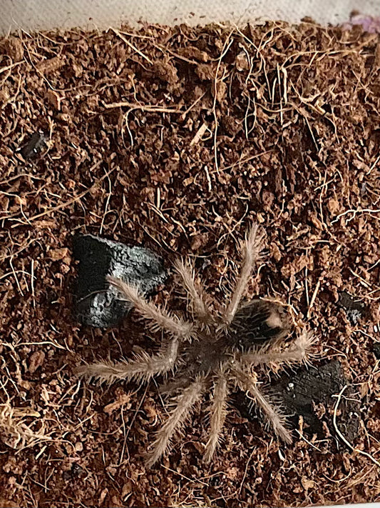 Xenesthis Intermedia (Amazon Blue Bloom)