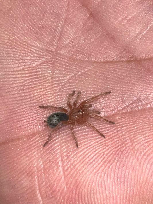 Grammostola Rosea (Chilean Rose Hair) RCF