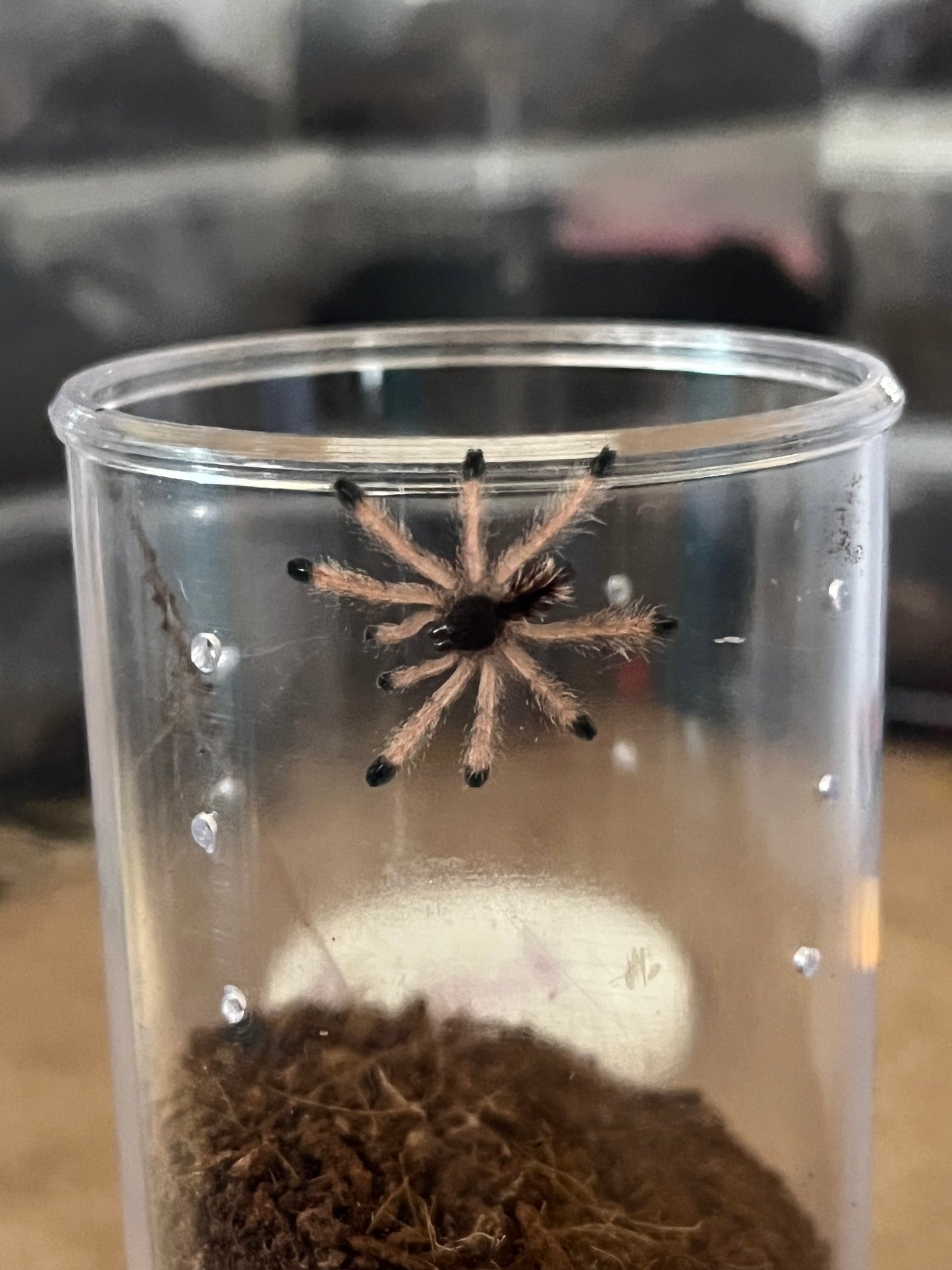 Avicularia Avicularia M6 (Metallic Pink Toe)