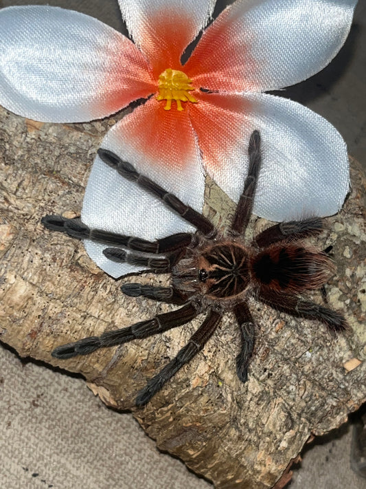 Pamphobeteus SP Machala (Ecuador Purple Bloom)
