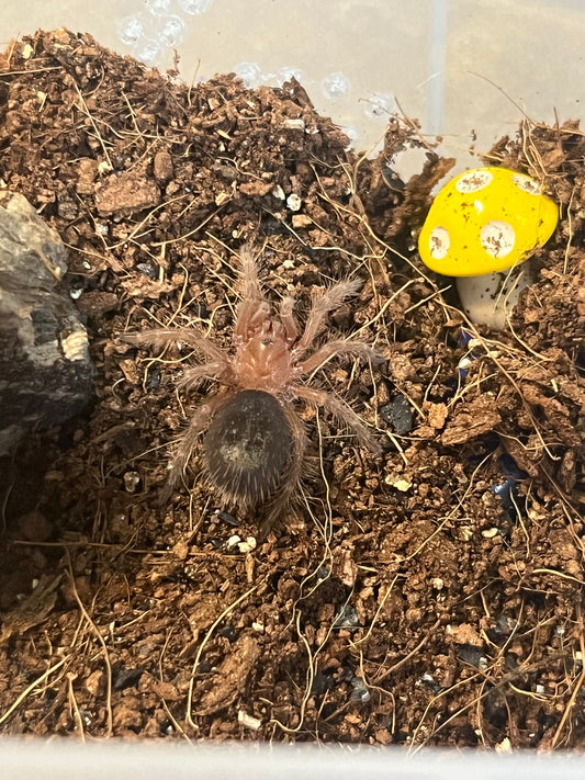 Grammostola Pulchripes (Chaco Golden-Knee)