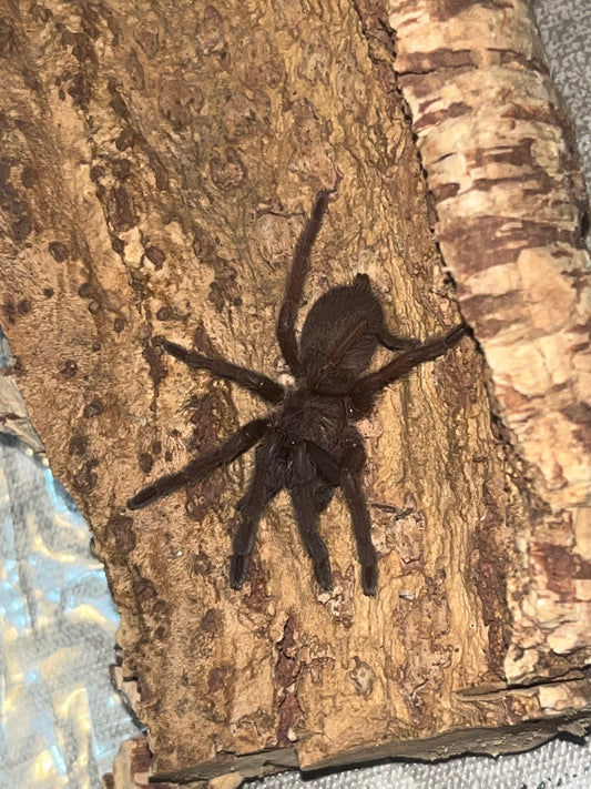 Chilobrachys Natanicharum (Electric Blue Earth Tiger)