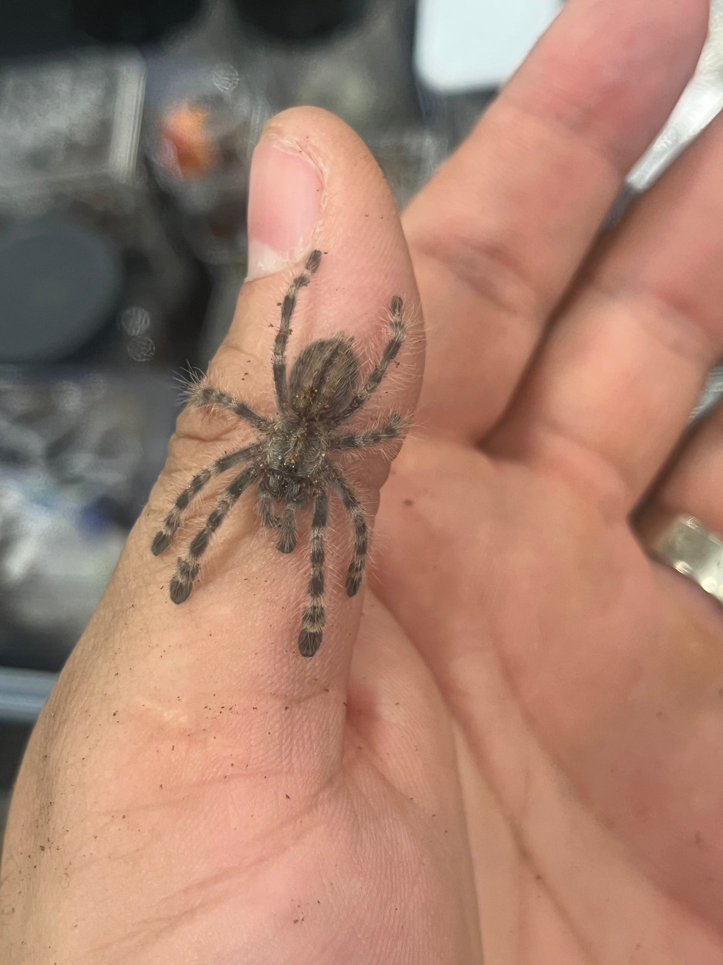 Poecilotheria Formosa (Salem Ornamental)