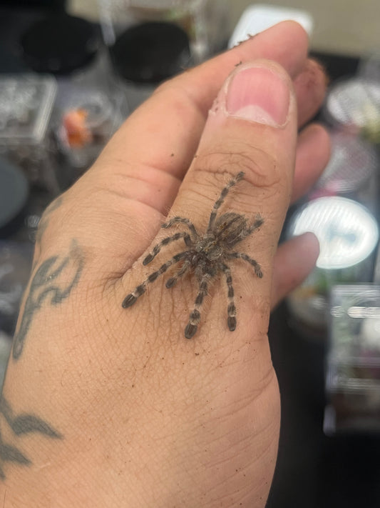 Poecilotheria Formosa (Salem Ornamental)