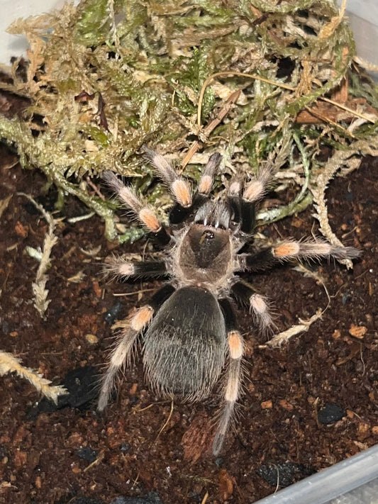 Brachypelma Smithi (Giant Red Knee)