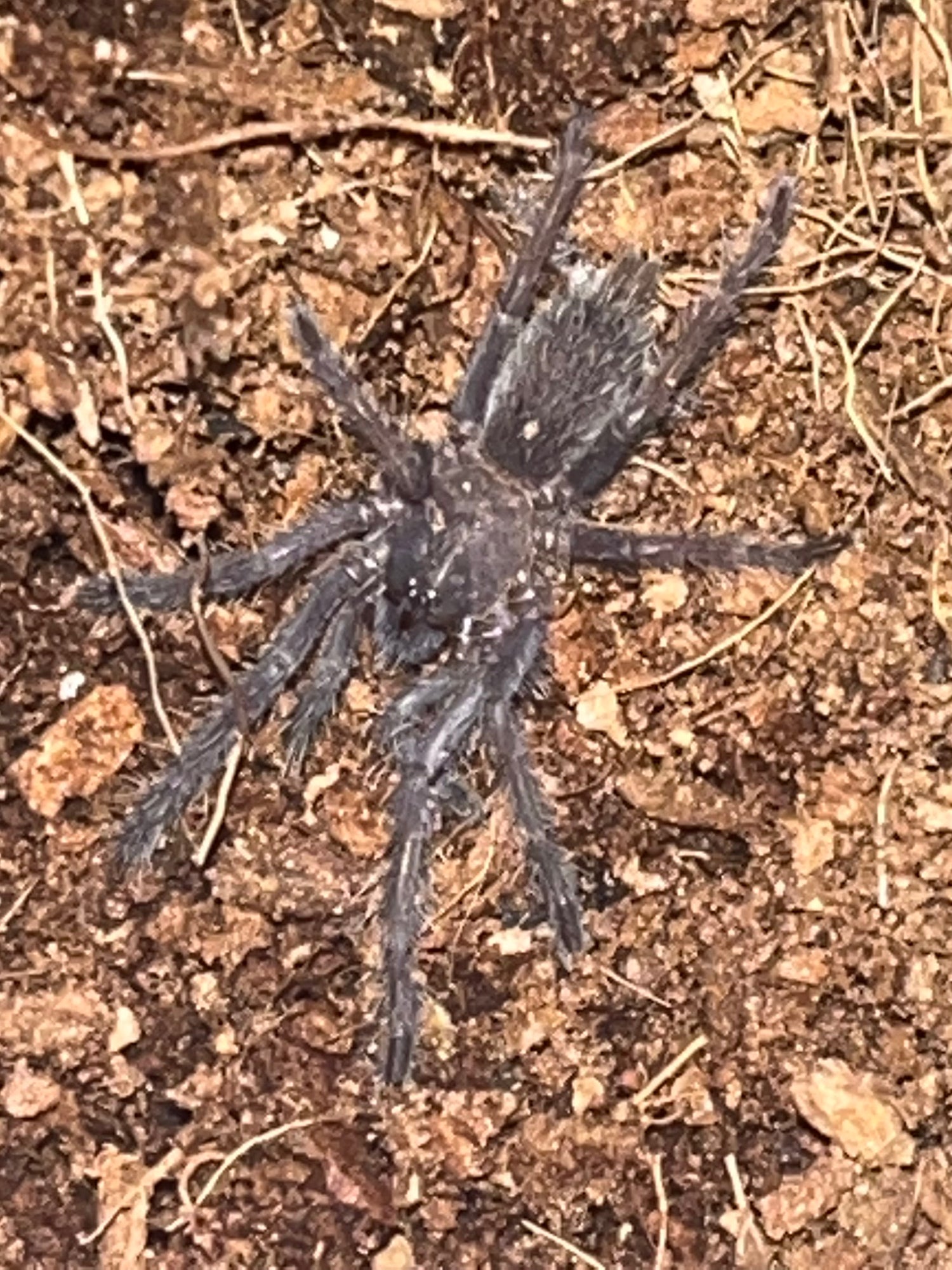 Webbed Wonders' Fossorials