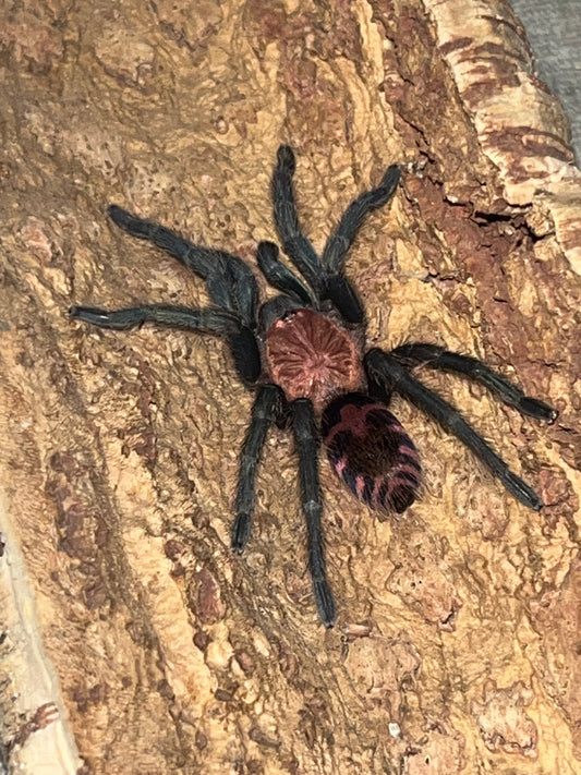 Davus Pentaloris (Guatemalan Tiger Rump)