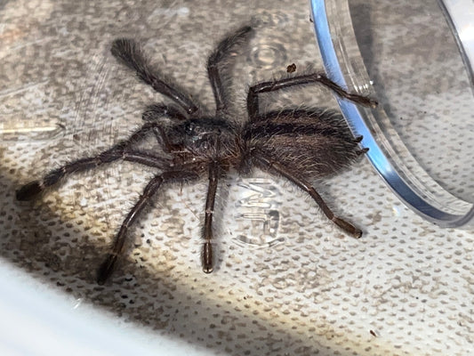 Poecilotheria Metallica (Gooty Sapphire Ornamental)