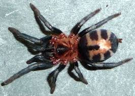 Cyriocosmus Leetzi (Colombian Dwarf)