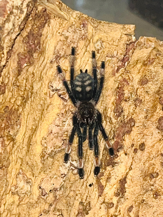 Psalmopoeus Irminia (Venezuelan Suntiger)