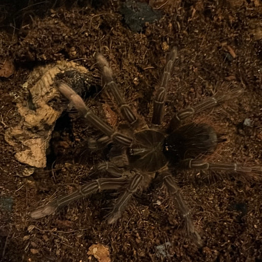 Theraphosa Stirmi (Burgundy Goliath Bird Eater)