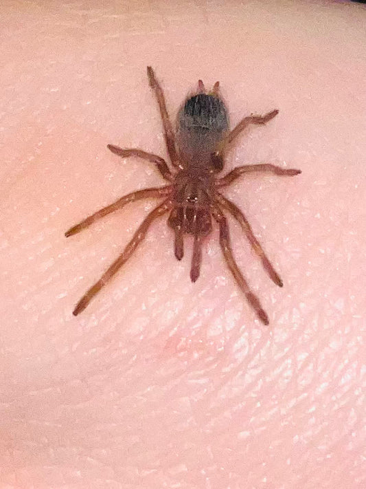 Nhandu Tripeppi (Brazilian Giant Blonde)