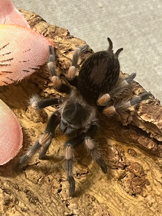 Brachypelma Hamorii (Mexican Red Knee)