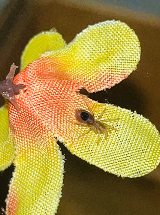 Kochiana Brunnipes (Dwarf Pink Leg)