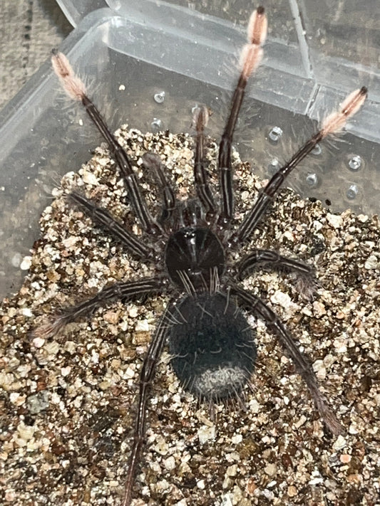 Theraphosa Apophysis (Goliath Pink Foot)