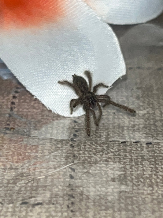 Heteroscodra Maculata (Togo Starburst Baboon)