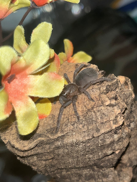 Aphonopelma Seemanni (Costa Rican Stripe Knee)
