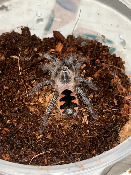 Pamphobeteus sp. Platyomma (Pink Bloom Tarantula)
