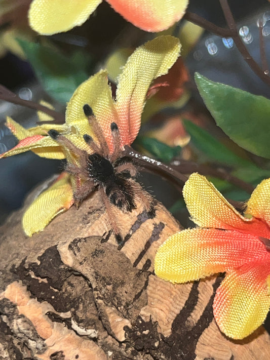 Avicularia Avicularia (Guyana Pink Toe)