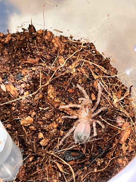 Lasiodora Difficilis (Brazilian Fire Red Birdeater Tarantula)