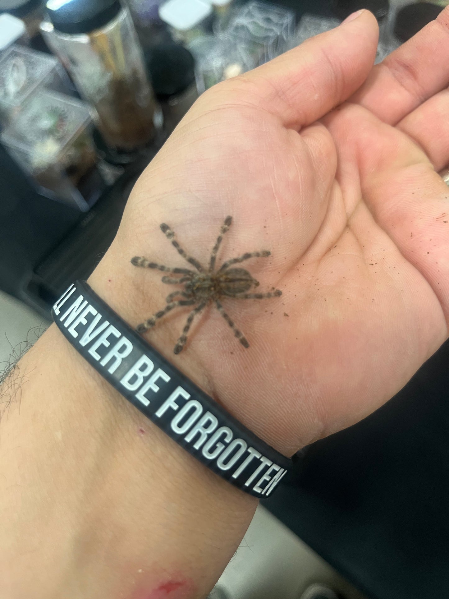 Poecilotheria Formosa (Salem Ornamental)